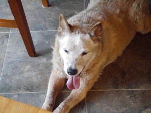 Hook, hiding in his favorite spot under the table. By this point he wouldn't eat people food anymore, but he just liked to be there when were were around. I'm going to miss you <3